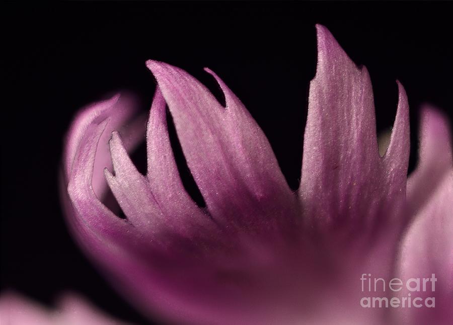 Pink Flower 6525 Photograph by Ken DePue