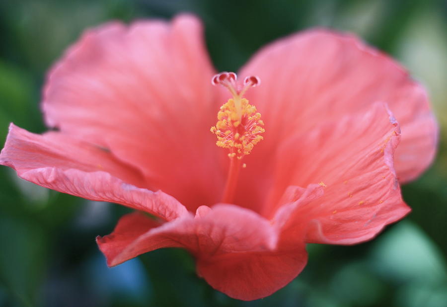 Flowers Still Life Photograph - Pink Flower by Allison Whitener