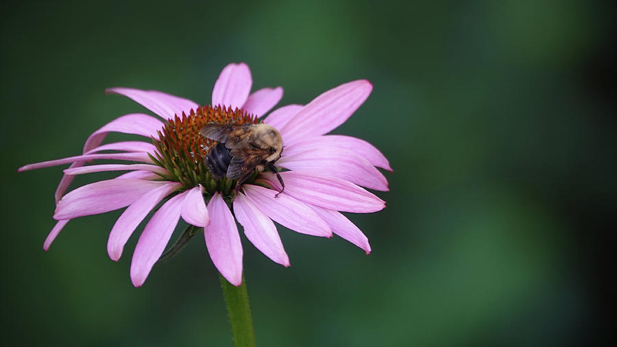 Pink flower and bee Photograph by Jack Nevitt