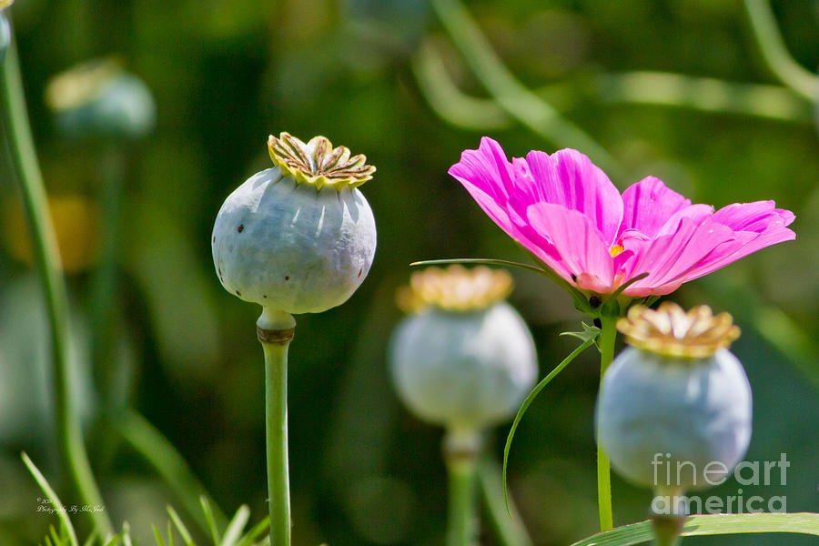 Pink Poppy And Buds Photograph