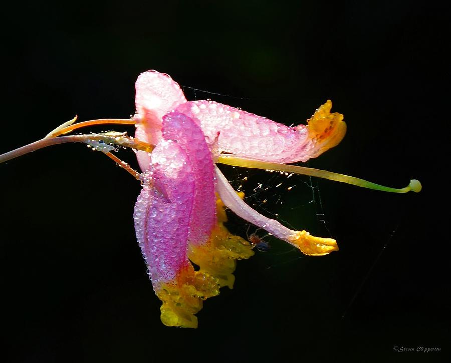 Pink Flower and friend  Photograph by Steven Clipperton