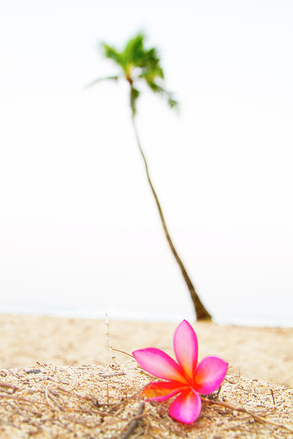 Pink Flower and Palm Photograph by Sean Davey