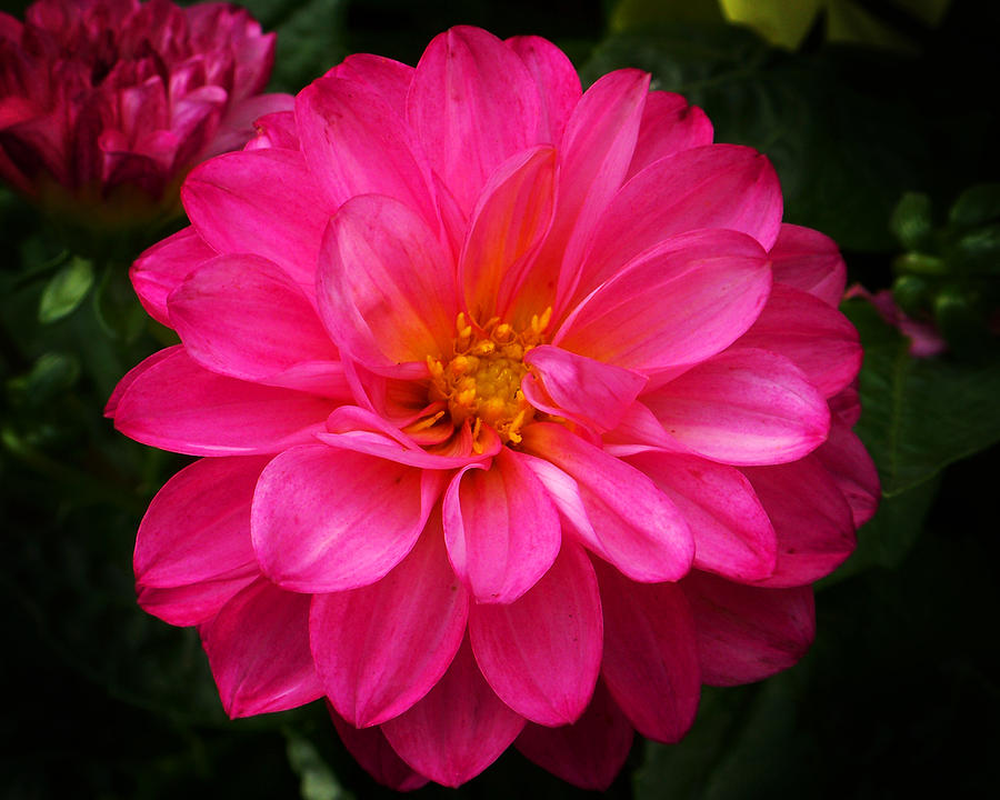 Pink Flower Photograph by Anthony Jones