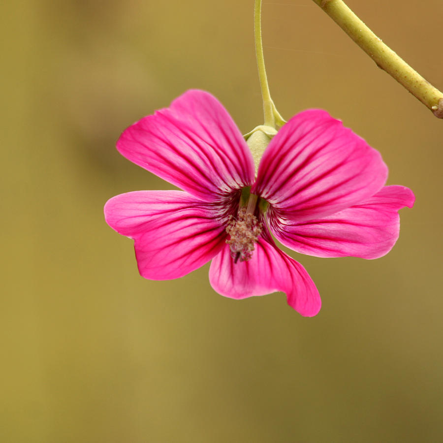 Pink Flower Photograph by Art Block Collections