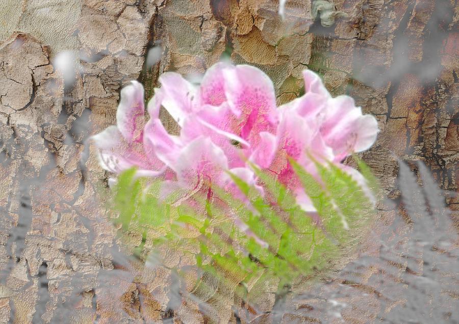 Pink Flower Bark Photograph by Amanda Eberly