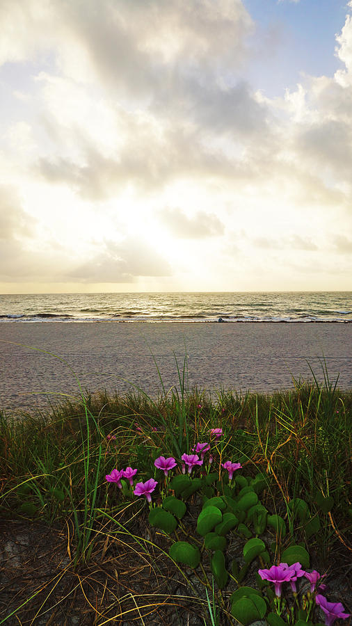 Pink Flower Beach Photograph by Lawrence S Richardson Jr