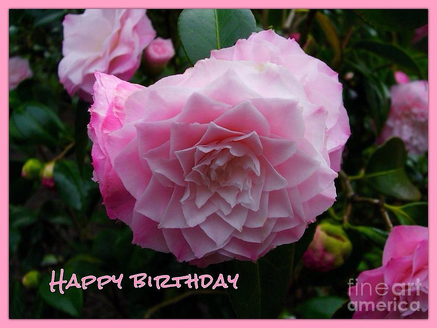 Pink Flower Birthday Greeting 2 Photograph by Joan-Violet Stretch