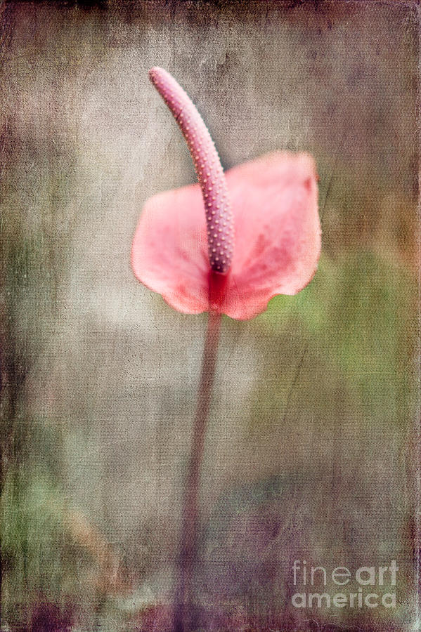 Pink Flower Canvas Photograph by Alissa Beth Photography