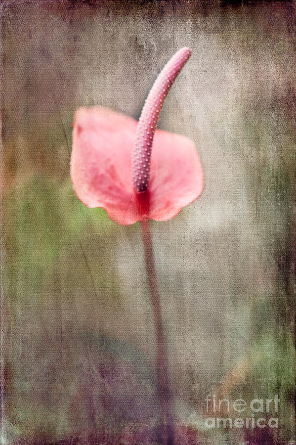 Pink Flower Canvas Mirrored Match Photograph by Alissa Beth Photography