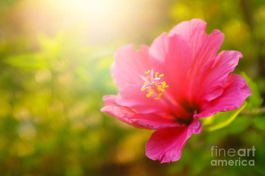 Sunset Photograph - Pink Flower by Carlos Caetano