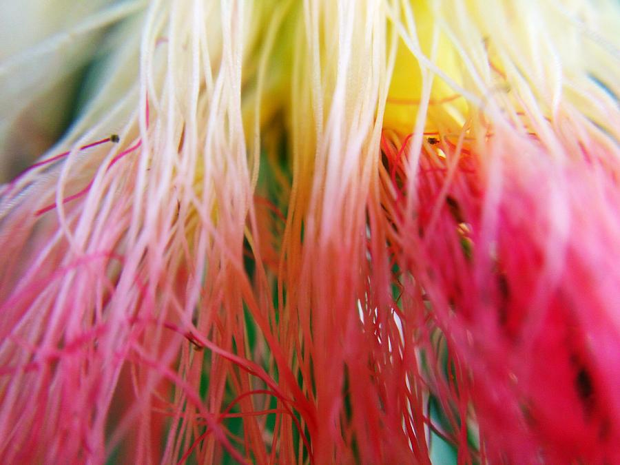 Pink flower Photograph by Christina Wieser - Fine Art America