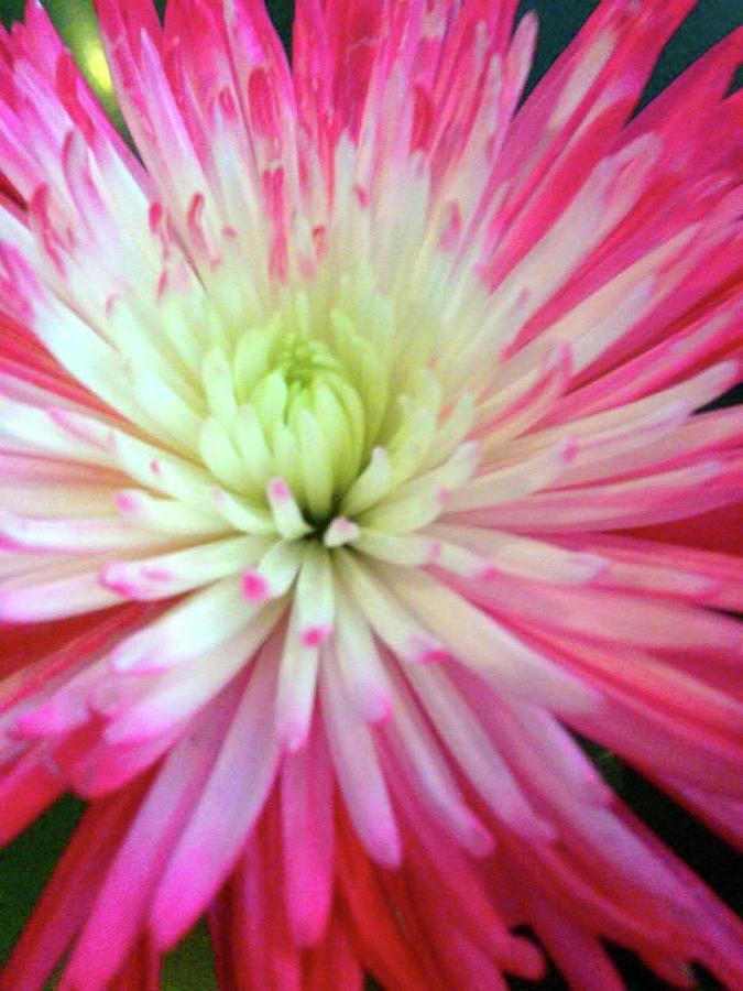 Nature Photograph - Pink Flower by Sin Lanchester