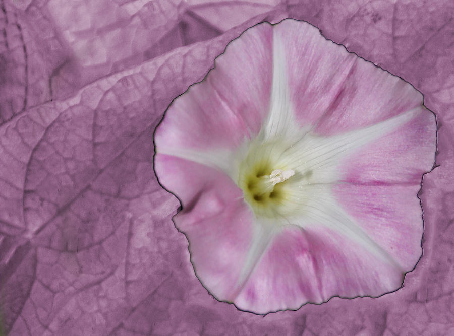 Pink Flower Photograph by David Yocum