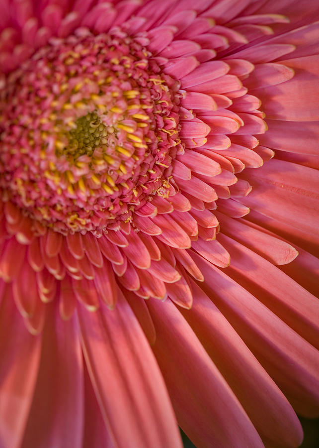 Pink Flower Photograph by George Robinson