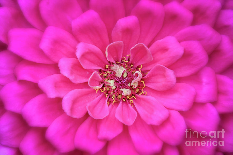 Pink Flower IIi Photograph