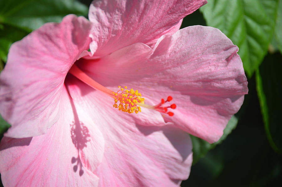 Flowers Still Life Photograph - Pink Flower in Sun by Steven Jacobs