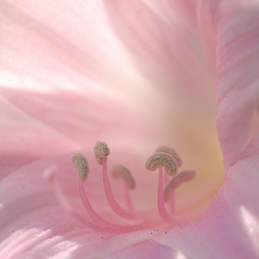 Pink Flower Photograph by Jill Reger