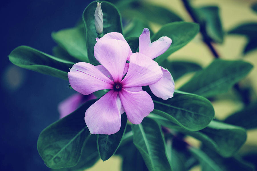 Pink Flower Photograph by Julie Rose - Fine Art America