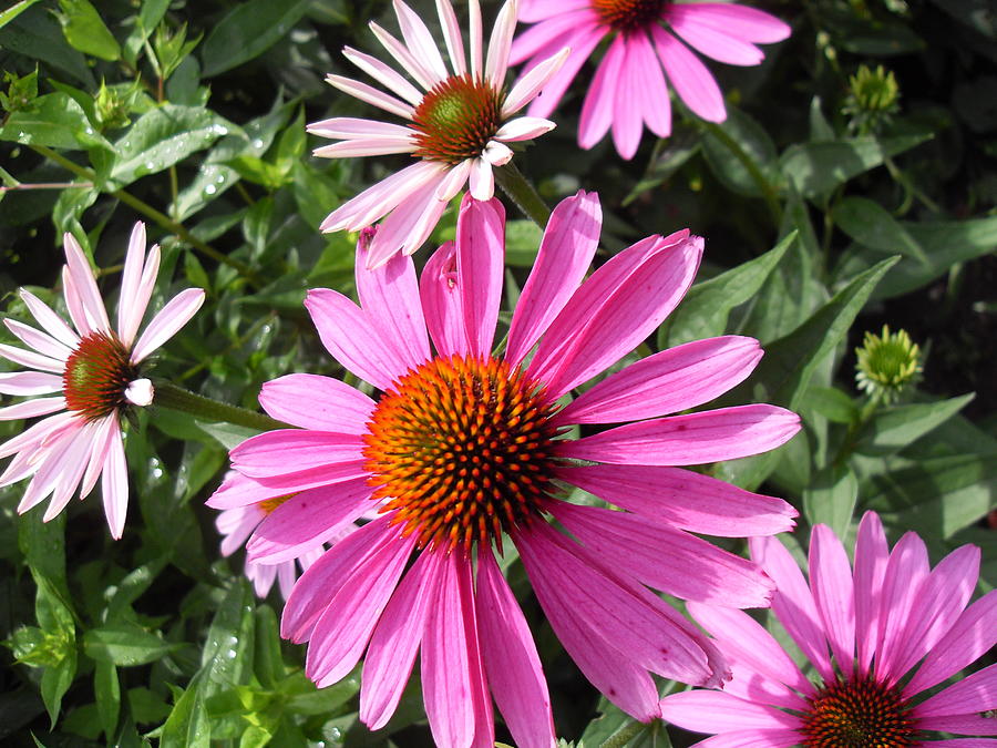 Pink Flower Photograph by June Goggins - Fine Art America