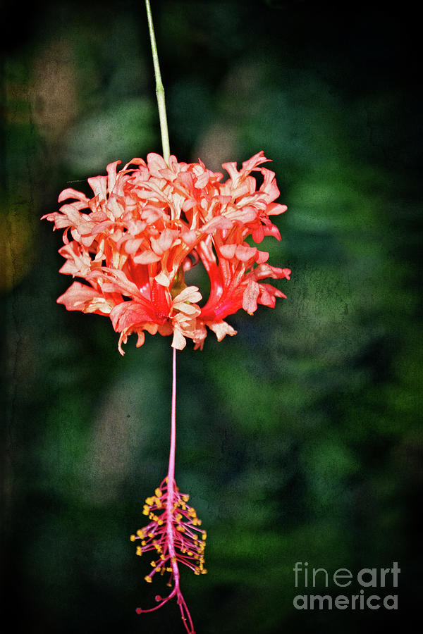 Pink Flower - Just Hanging Photograph by Mary Machare