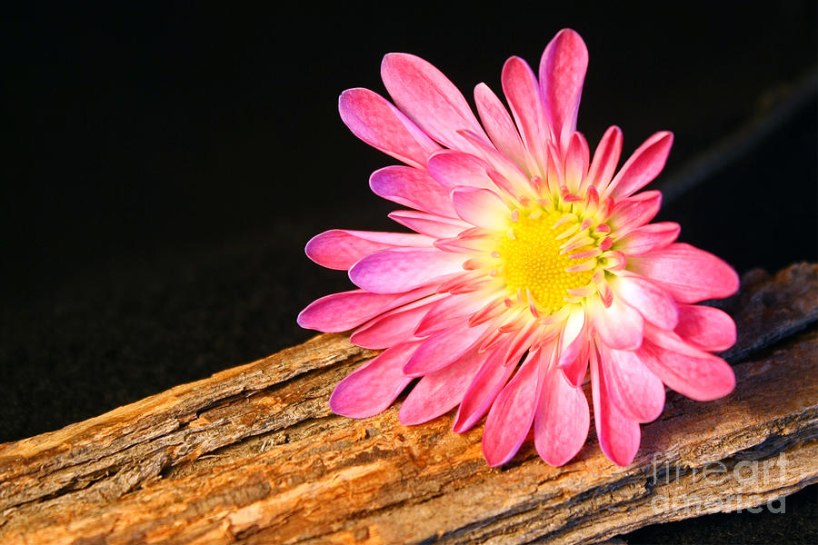 Pink flower Photograph by Kelly Holm