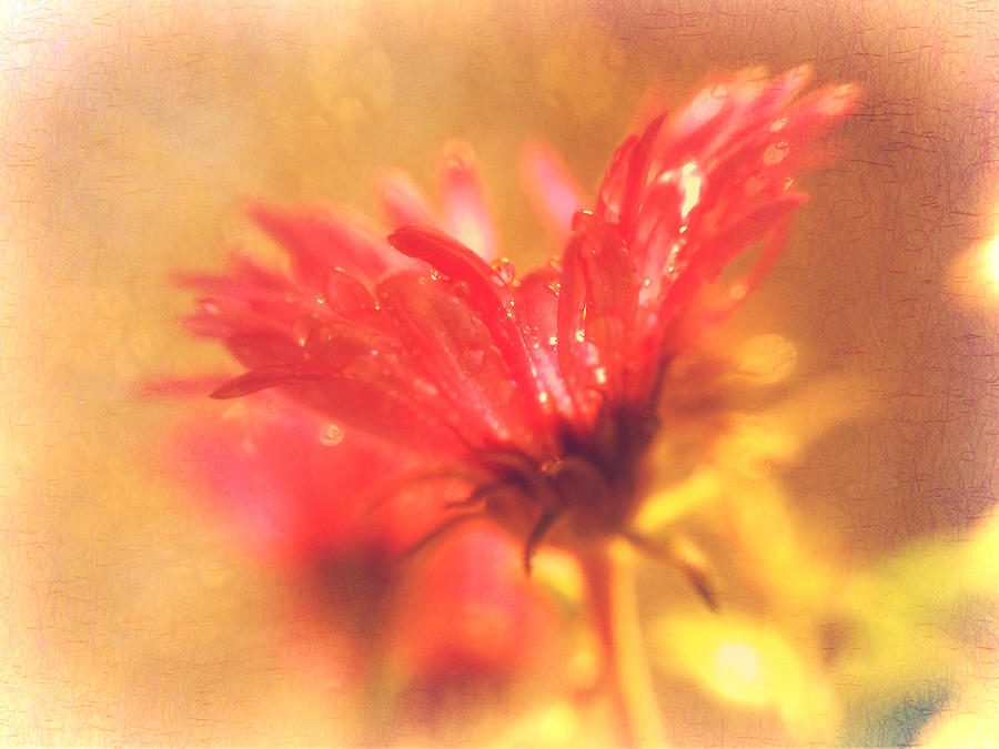  Coral Blossom Photograph by Kim Comeau