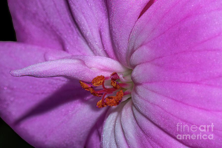 Pink Flower Photograph by Lisa Manifold