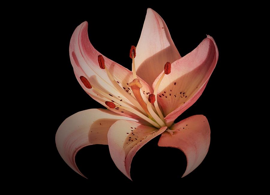 Pink Flower Digital Art by Louis Ferreira