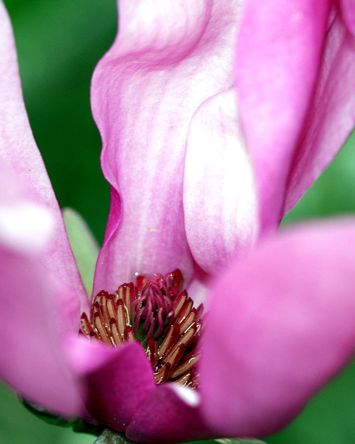 Flowers Still Life Photograph - Pink Flower by Lynn Reid