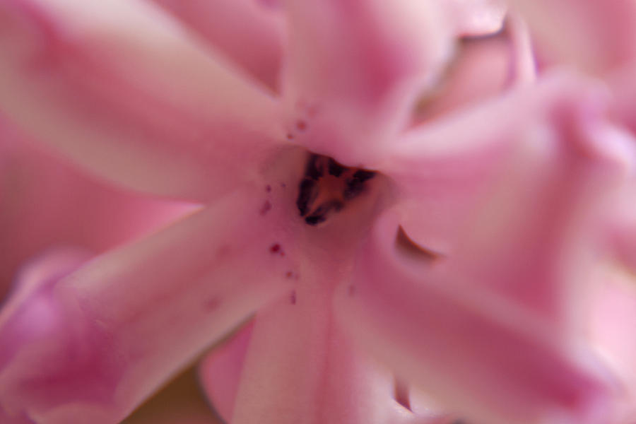 Pink Flower Macro Photograph by Martin Valeriano