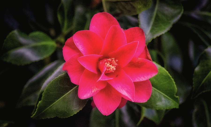 Pink Flower Photograph
