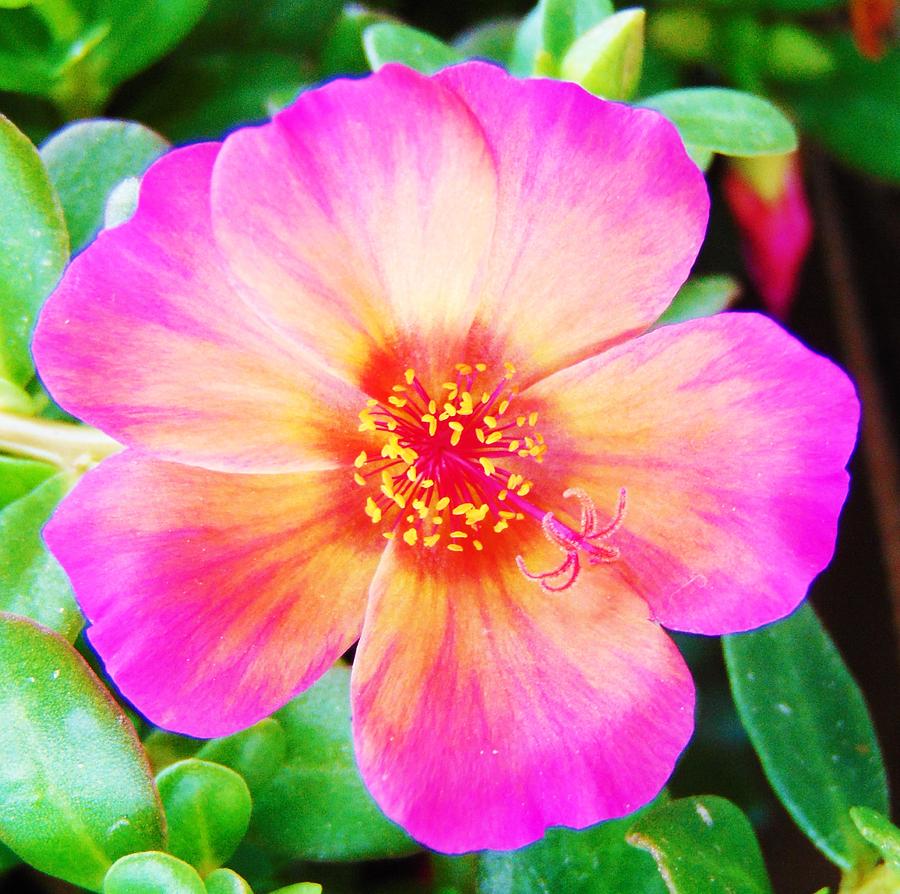 Pink Flower Power Photograph By Honey Behrens - Fine Art America