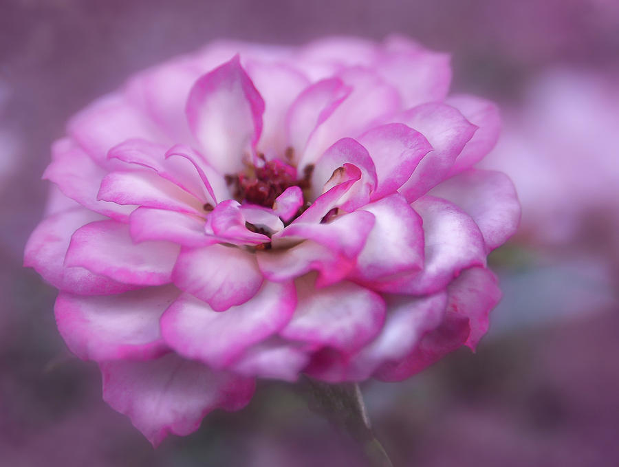 Pink Flower Photograph by Rick Mosher