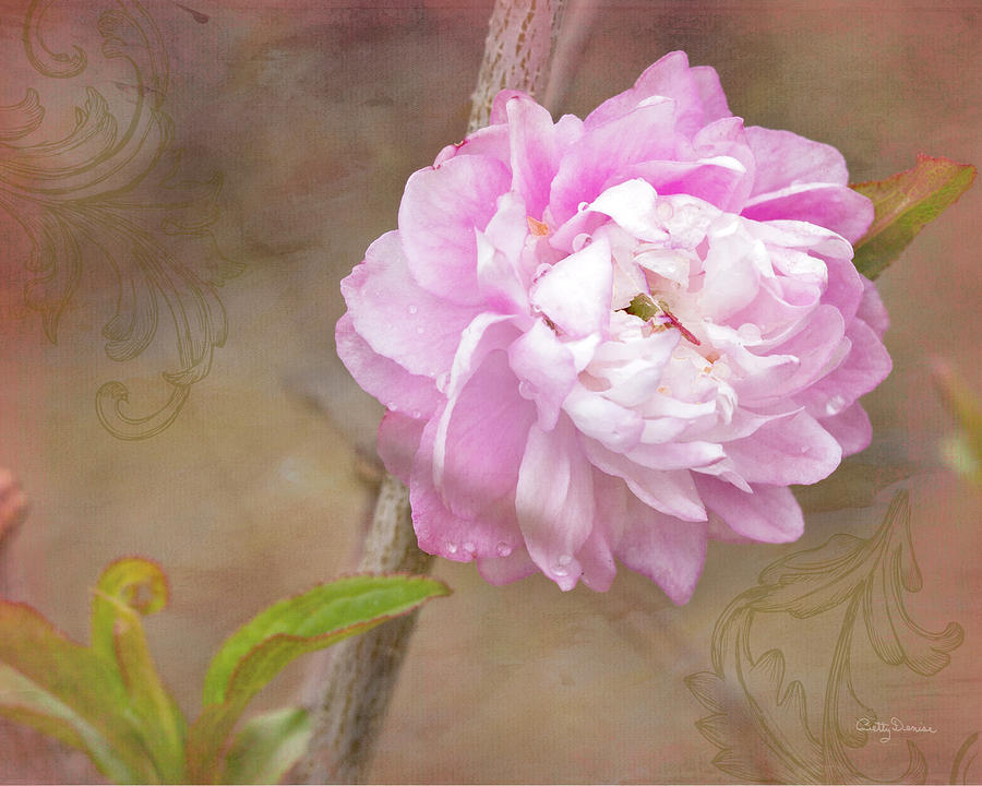 Flowers Still Life Photograph - Dwarf Flowering Almond Romantic Floral by Betty Denise
