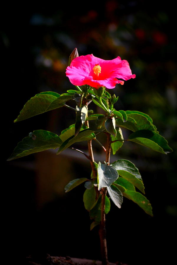 Pink Flower Photograph by Salman Ravish