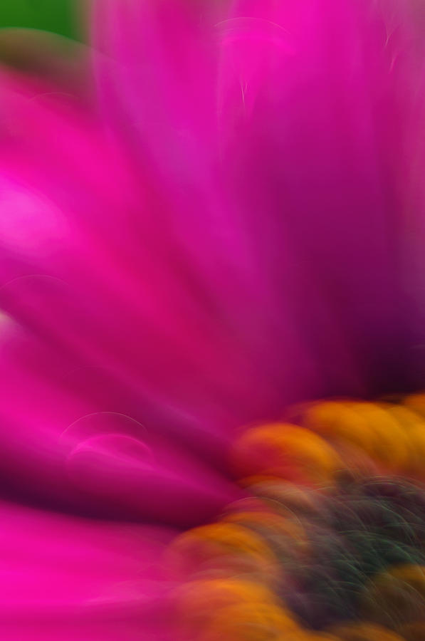 Flower Photograph - Pink Flower by Silke Magino