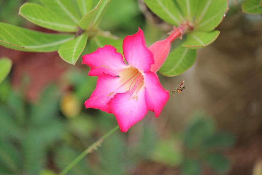 Pink Flower, Sri Lanka Photograph by Jennifer Mazzucco