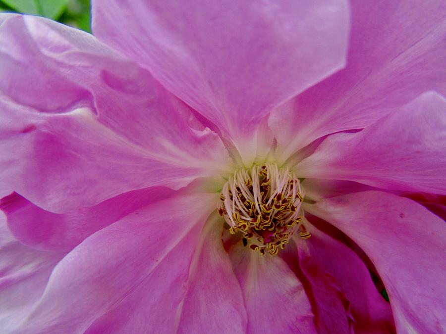Pink FLower Photograph by Stephanie Moore