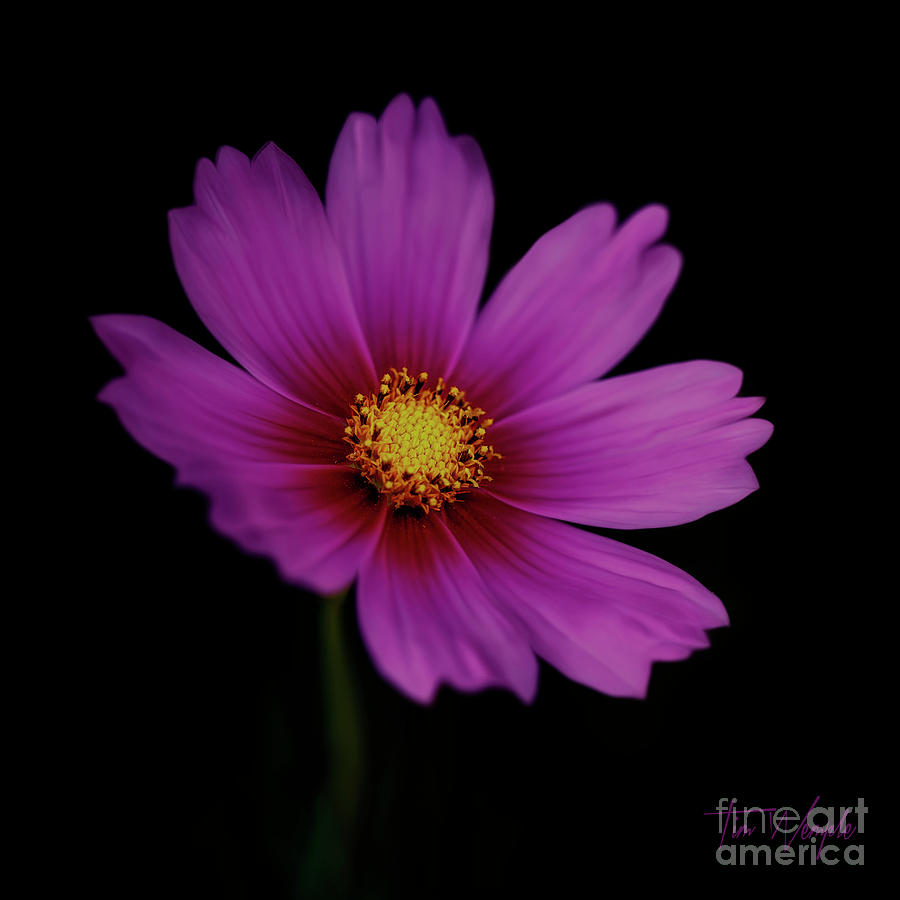Pink Flower Photograph by Tim Wemple