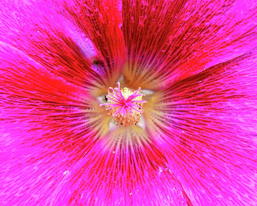 Pink Flower Two  Digital Art by Lyle Crump