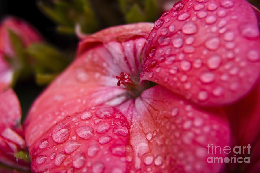 Pink flower with rain drops Photograph by Sven Brogren