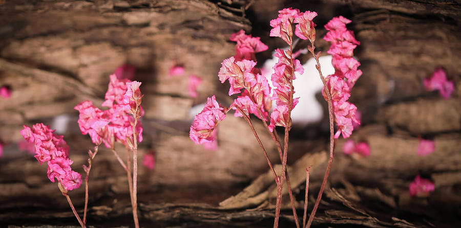 Pink Flower With The Bark Of Tree Photograph by Hyuntae Kim