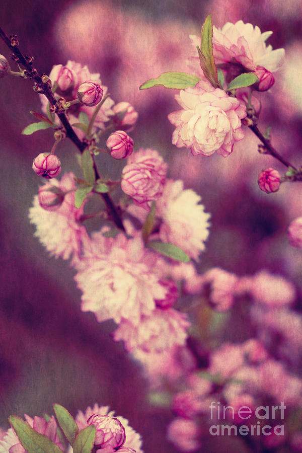 Pink Flowering Almond Blossoms Photograph by Jim And Emily Bush