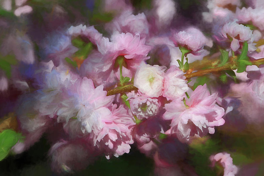 Pink Flowering Almond Photograph by Donna Kennedy