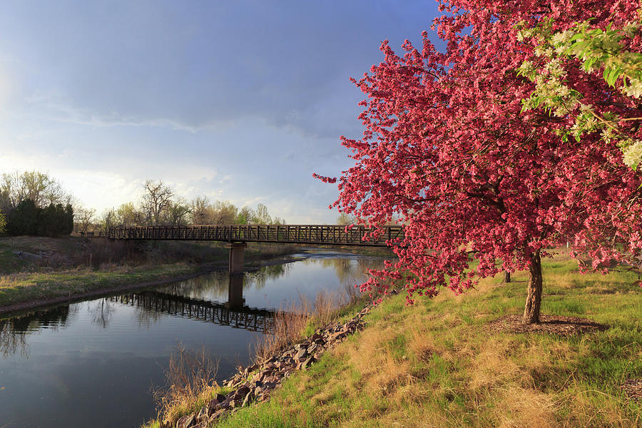 Pink Flowering Crab Apple Tree Along The South Platte River Photograph