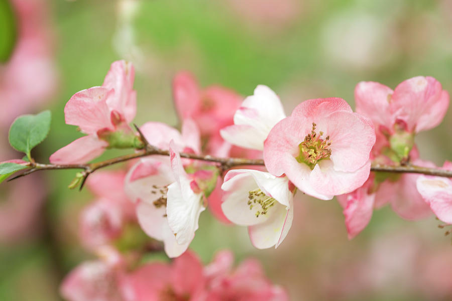 Pink Flowering Quince Branch Photograph by Iris Richardson