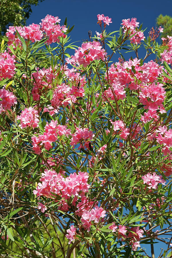 Pink Flowering Shrub Photograph by Sally Weigand