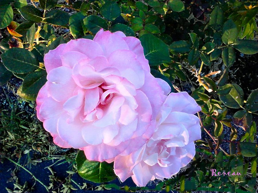 Pink-white Roses 1 Photograph by A L Sadie Reneau