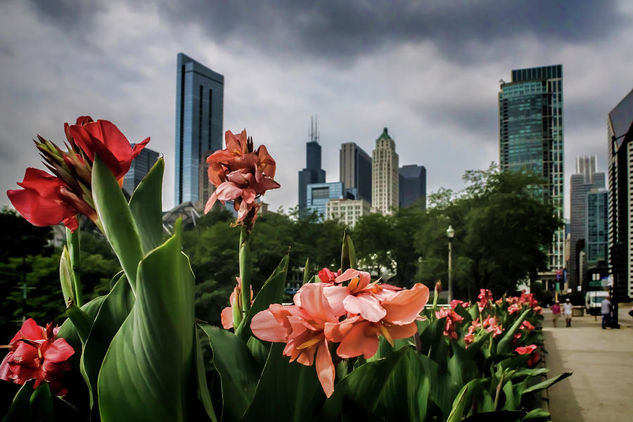 Pink Flowers and Chicago Skyline Photograph by Sven Brogren
