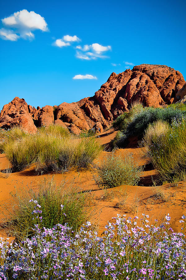 Nature Photograph - Pink Flowers and Red Rock by Renee Sullivan